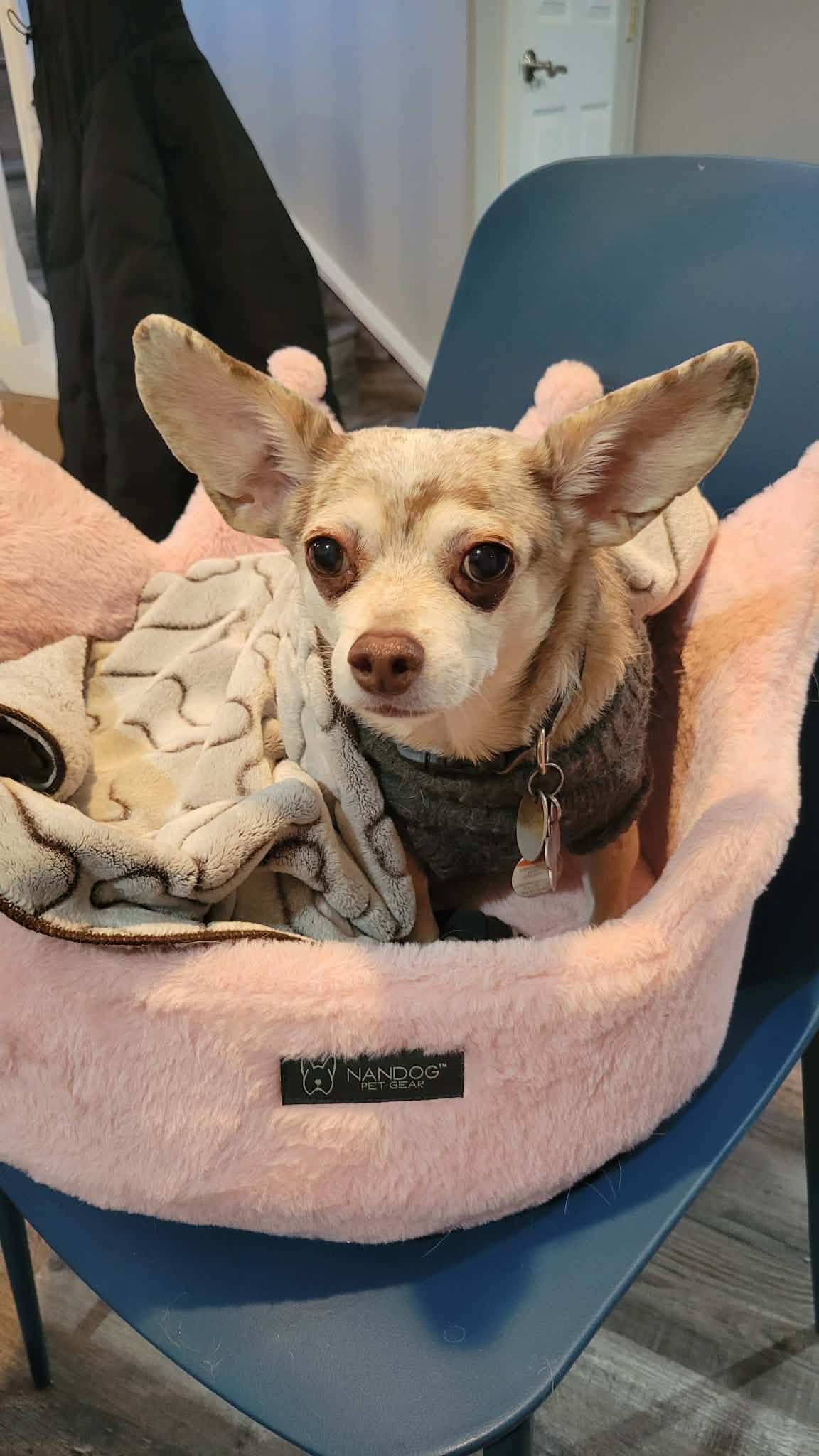 Furry Face - Pet Portrait Necklace