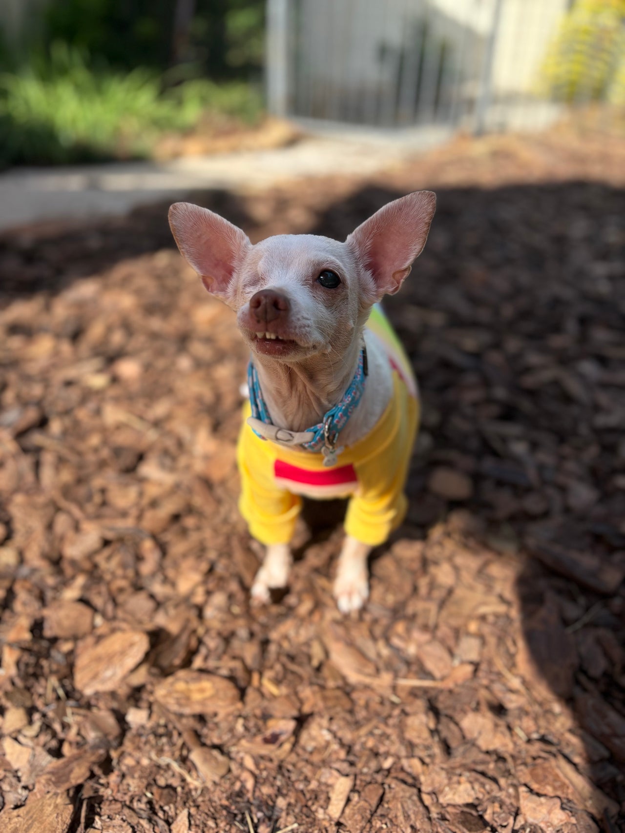 Spring Butterfly - Pet Portrait Earrings