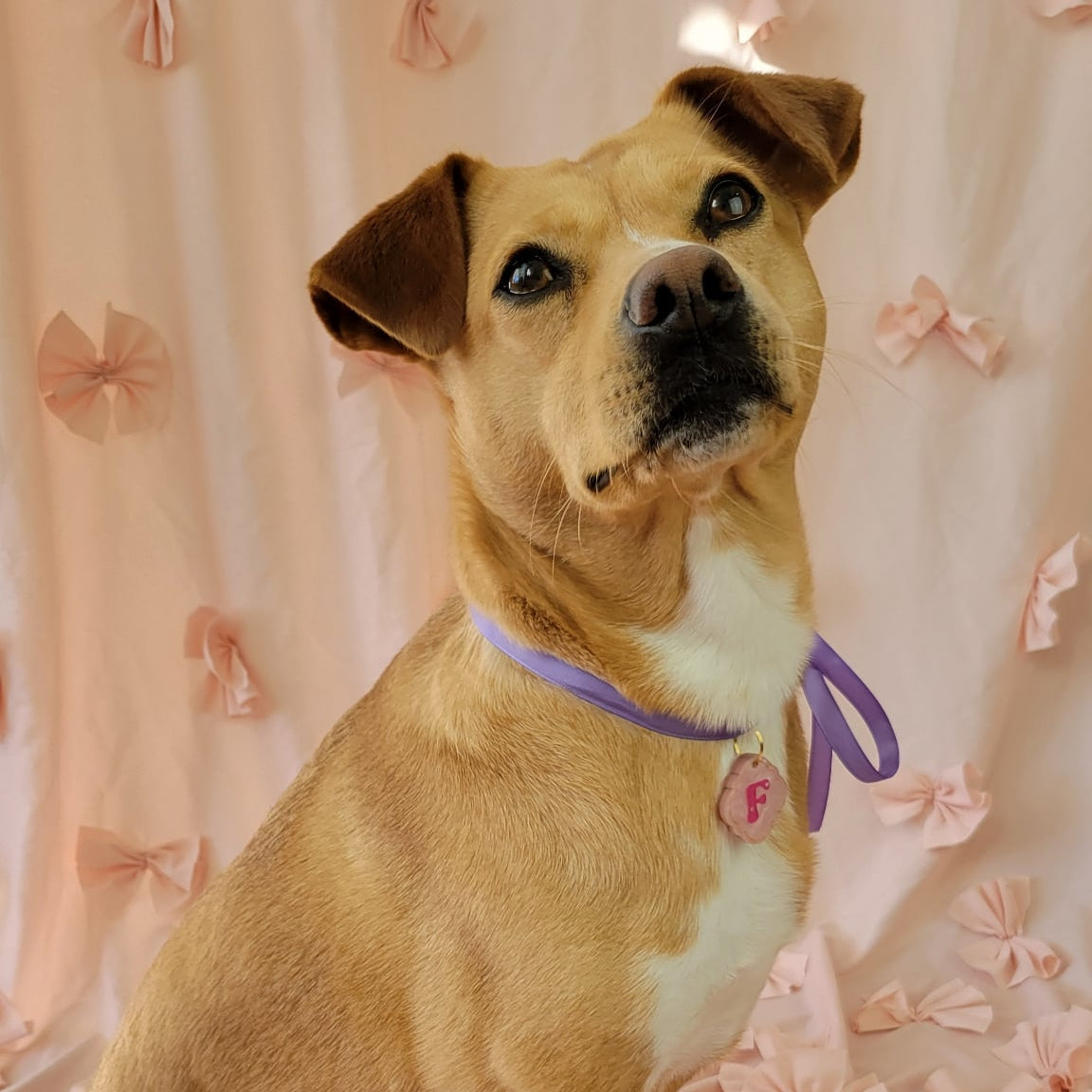 Furry Face - Pet Portrait Brooch Pin (Small)