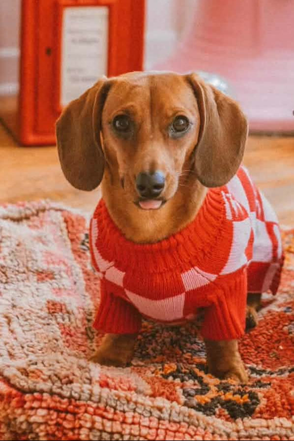 Two dogs wearing sweaters sitting on a rug in a room with decorative items.