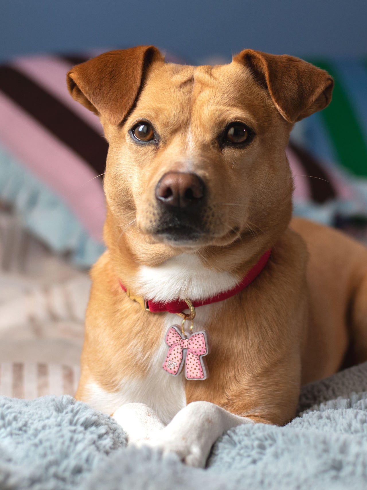 Monogram Plaid Bow Pet Tag